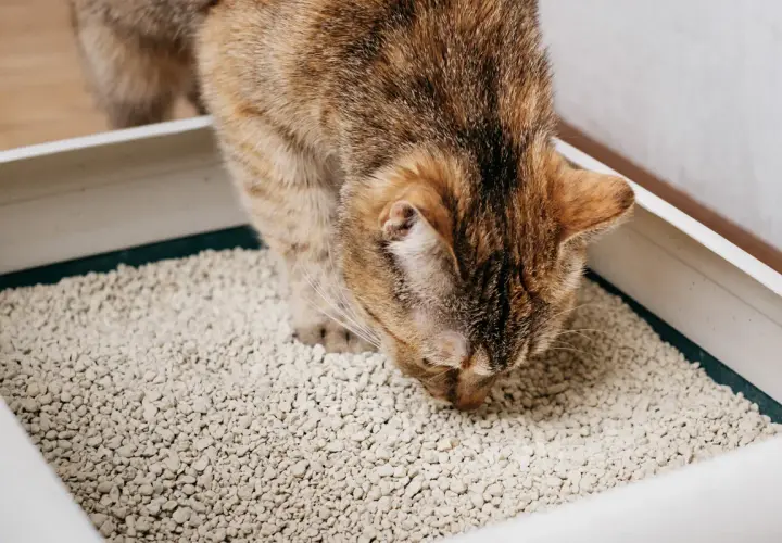 Eine getigerte Katze schnuppert neugierig in einer Katzentoilette. Sie scheint die Textur des Katzenstreus zu untersuchen, vielleicht auf der Suche nach einem Leckerbissen oder einfach nur aus Interesse.