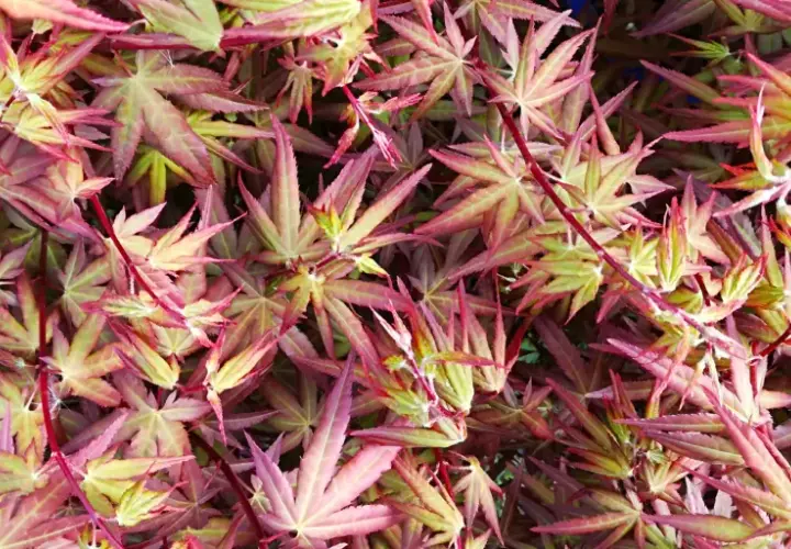 Foglie di acero rosso con sfumature verdi e rosa, alcune sembrano mostrare i primi segni di malattie, creando un effetto visivo unico.