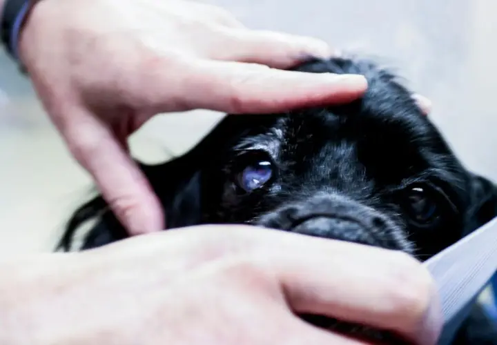 Manos acarician la cabeza de un perro negro con un ojo azulado y nublado. Parece que mi perro se cae de repente, pero solo está siendo examinado.