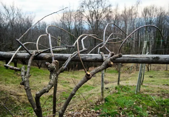 Gros plan sur des branches taillées, prêtes pour la saison prochaine. La taille kiwi a été effectuée sur cette vigne.