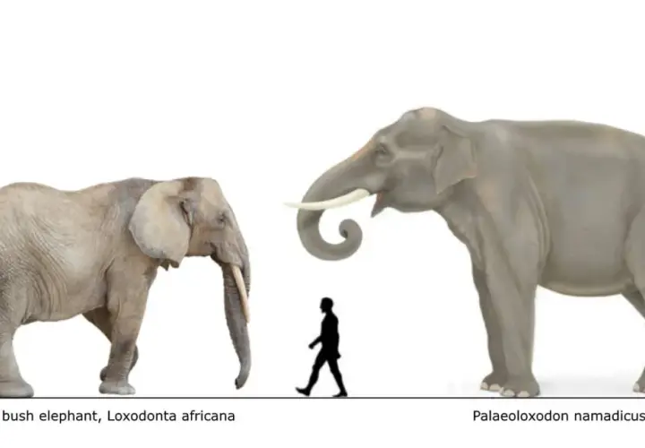 Comparación de tamaño entre un elefante africano y un Palaeoloxodon. ¿Cuánto pesa un elefante? El Palaeoloxodon es mucho más grande.