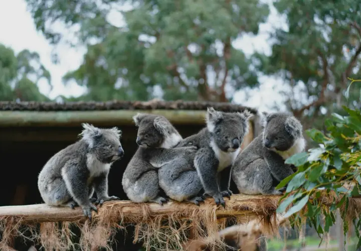 Cztery urocze koale siedzą na gałęzi, tworząc przytulną grupę. Te niezwykłe zwierzęta w Australii są symbolem tego kontynentu.