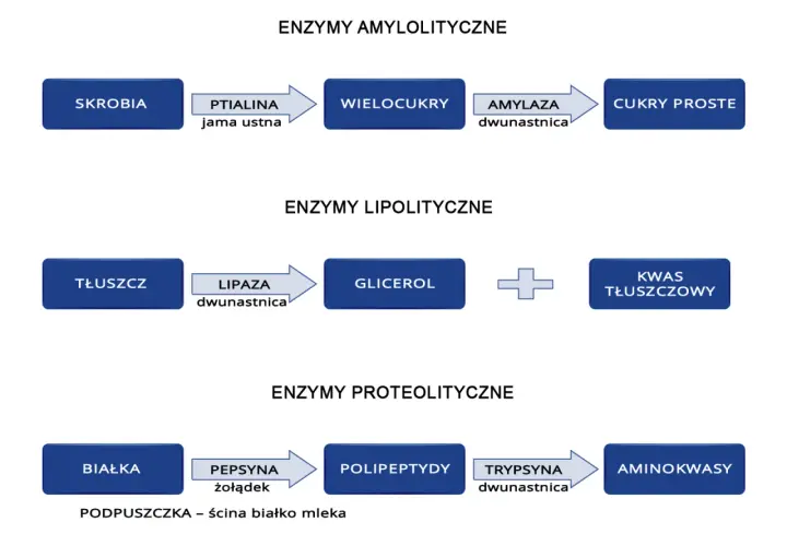 Schemat trawienia: skrobia -> wielocukry -> cukry proste; tłuszcz -> glicerol + kwas tłuszczowy (gdzie są trawione tłuszcze); białka -> polipeptydy -> aminokwasy.