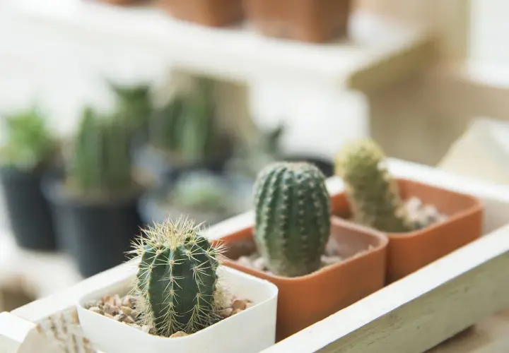 Pequeños cactus en macetas, un ejemplo de como cuidar un cactus: poca agua y mucho sol.