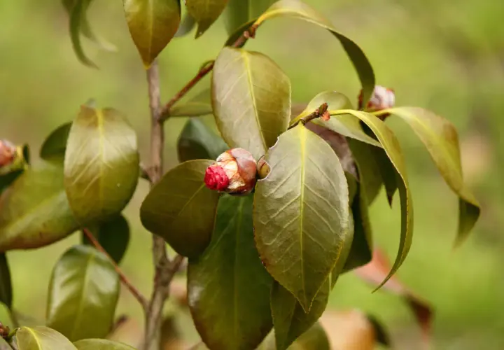 Camélia avec des feuilles marron, signe d'une maladie. Un bouton floral rouge est visible.