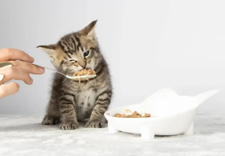 A tiny tabby kitten winks as it eats from a spoon, learning when do kittens start eating food. A white bowl of food sits nearby.