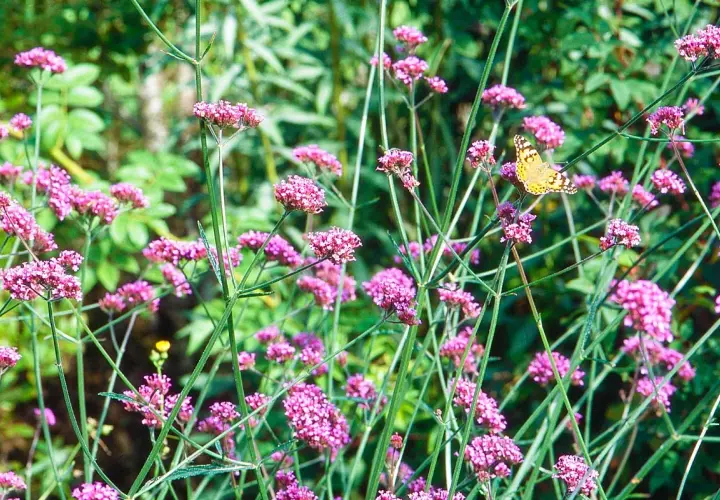 Un papillon butine la verveine de Buenos Aires. Une belle association pour un jardin fleuri.