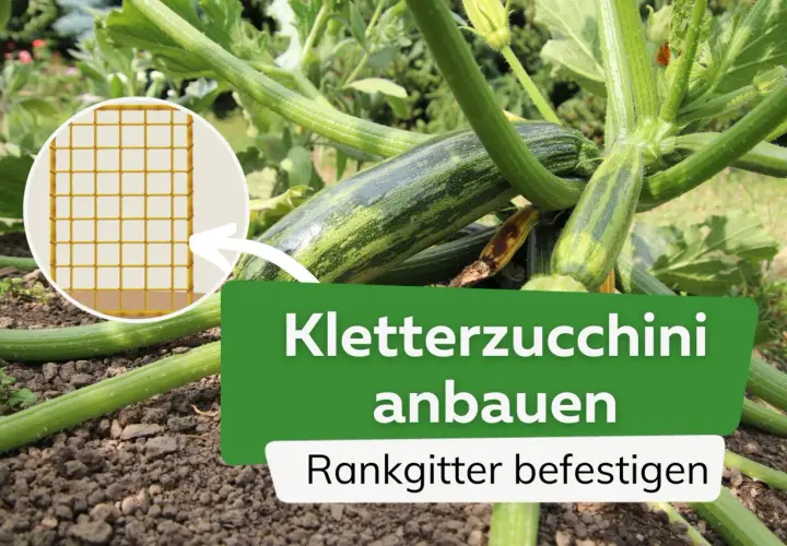 Zucchini brauchen Rankhilfe. Ein Rankgitter ist ideal, um Kletterzucchini anzubauen und zu befestigen.
