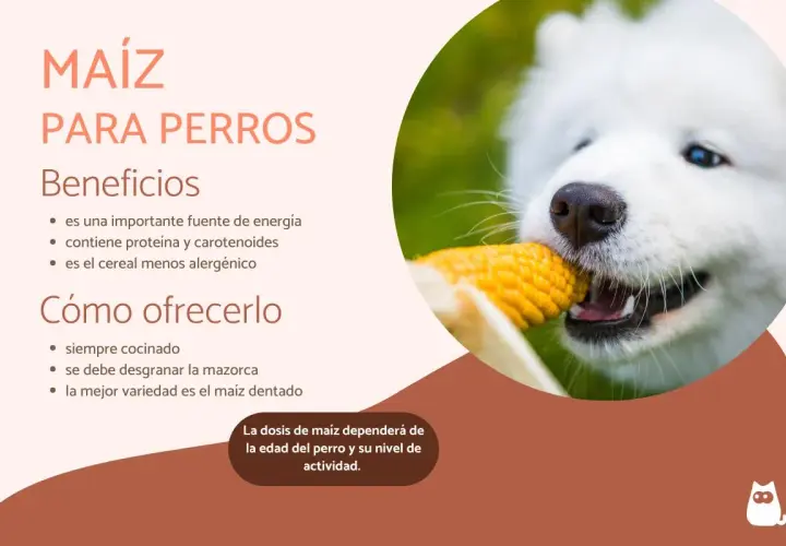 Un perro blanco disfruta de una mazorca de maíz, un alimento beneficioso para ellos.