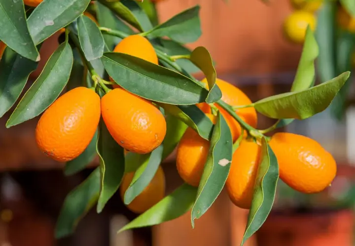 Grappe de kumquats mûrs sur un kumquat arbre, leurs peaux orangées brillantes contrastent avec les feuilles vertes.