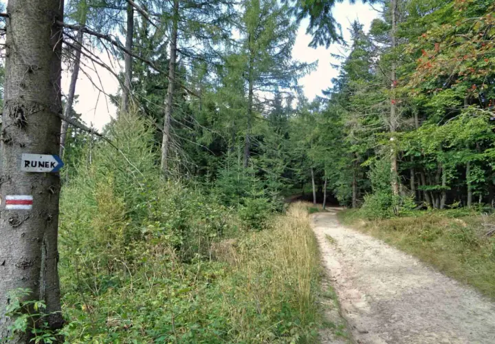 Ścieżka w lesie, gdzie krynica-zdrój jakie to góry. Znaki szlaku turystycznego na drzewie.