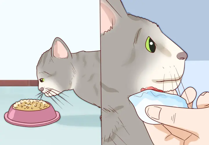 Graue Katze frisst aus Napf, dann wird ihr Kinn mit einem Tuch gereinigt.