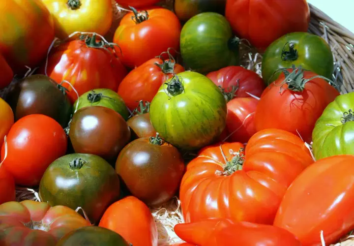 Un assortiment coloré de tomates anciennes, allant du vert zébré au brun profond, en passant par le rouge vif, évoque un panier garni de saveurs d'antan.