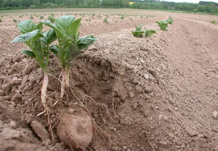 Młode sadzonki ziemniaków z widocznymi korzeniami i bulwą, gotowe do sadzenia na polu.