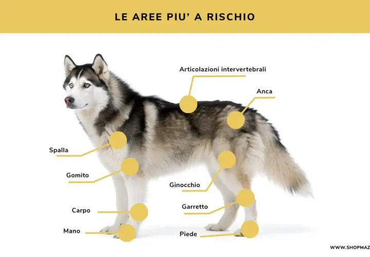 Husky con cerchi gialli che indicano le aree più a rischio per i dolori articolari cane: spalla, gomito, carpo, mano, ginocchio, garretto, anca e articolazioni intervertebrali.