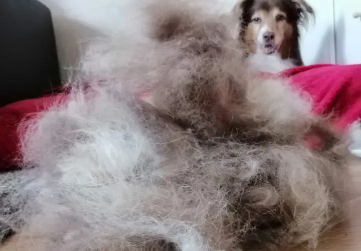 Ein riesiger Haufen Hundehaare liegt auf einem roten Kissen. Der Hund, der extrem haart, schaut neugierig in die Kamera.