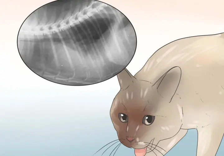 Radiografía de un gato con respiración agitada. Se observa una imagen de rayos X del tórax del felino, mostrando sus costillas y columna vertebral.