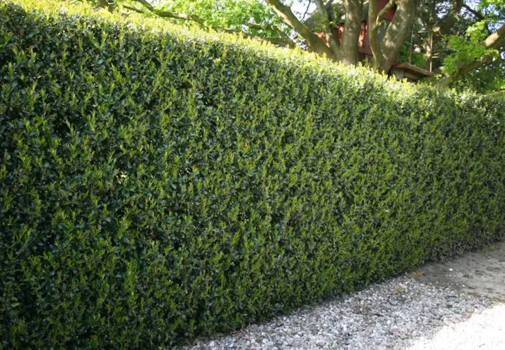Dichte grüne Hecke aus Ilex, ideal zum Ilex vermehren. Dahinter ein Baum mit einem Baumhaus.