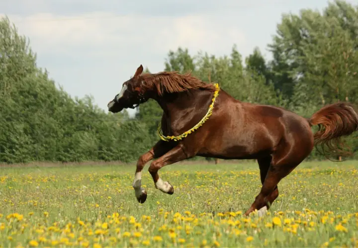 Cheval brun en liberté dans un champ de pissenlits, portant une guirlande de fleurs. Attention, la porcelle enracinée est toxique pour les chevaux.