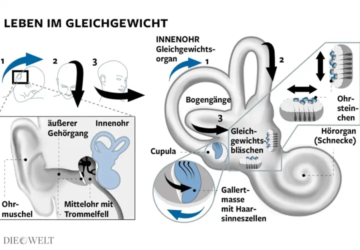 Das Gleichgewichtsorgan im Innenohr erklärt, wie Bewegungen und Ohrsteinchen für unser Gleichgewicht sorgen. Störungen können zu Gleichgewichtsstörungen führen.