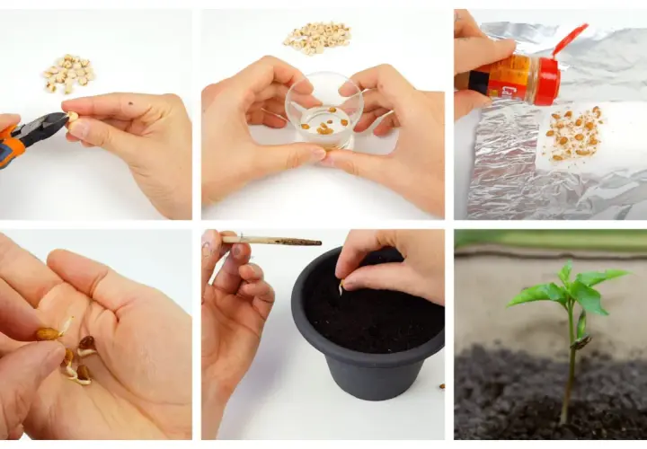 Collage showing steps of germinating seeds: cutting, soaking, spraying, handling sprouts, planting, and a young seedling.