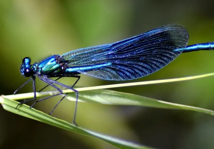 Blaue Libelle auf einem Grashalm. Sie jagt kleine Insekten, denn das ist, was fressen Libellen.