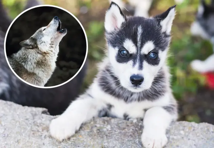 Mały husky, przyszły wilk, patrzy z zaciekawieniem. Obok wilk wyjący do księżyca.