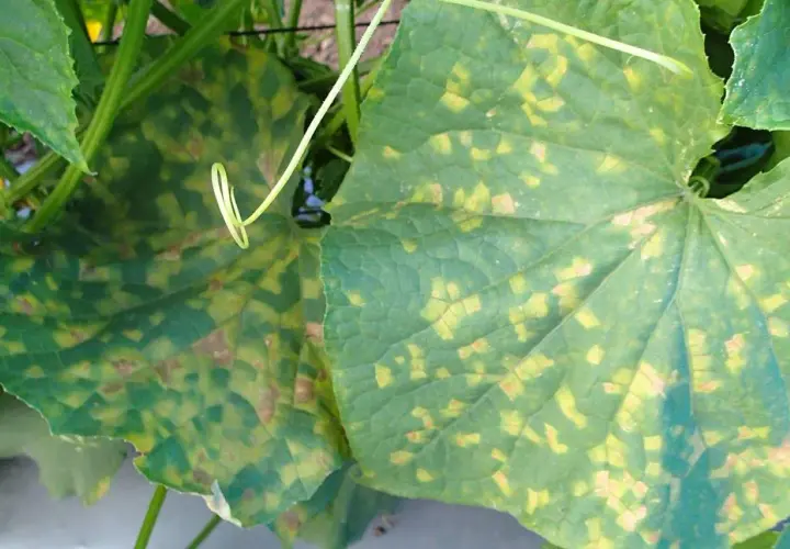 Foglie di cetriolo colpite da peronospora, con macchie gialle e marroni che si diffondono.