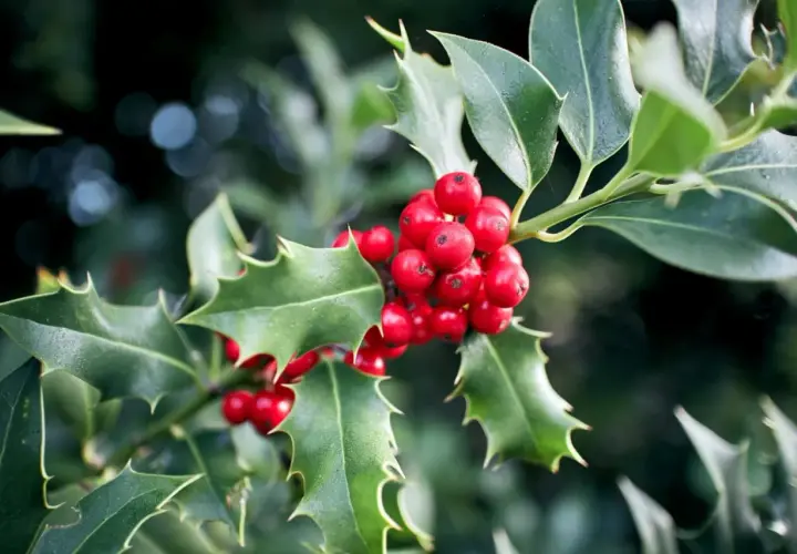 Branche de houx avec des baies rouges vives. Le houx, symbole de protection et de renouveau, se pare de ses fruits éclatants.