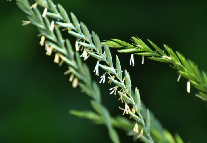 Nahaufnahme von Gräsern mit kleinen weißen Blüten. So kann man Quecke erkennen.