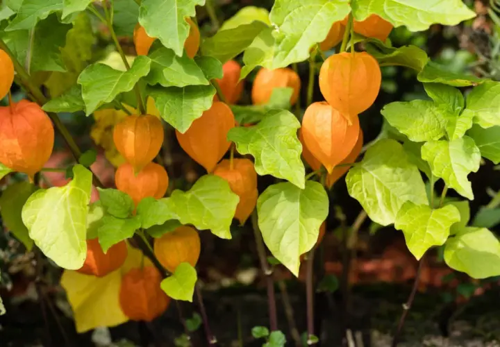 Pomarańczowe lampiony rodzynek brazylijski, gotowe do zbioru. Uprawa tej rośliny ozdobnej jest prosta.