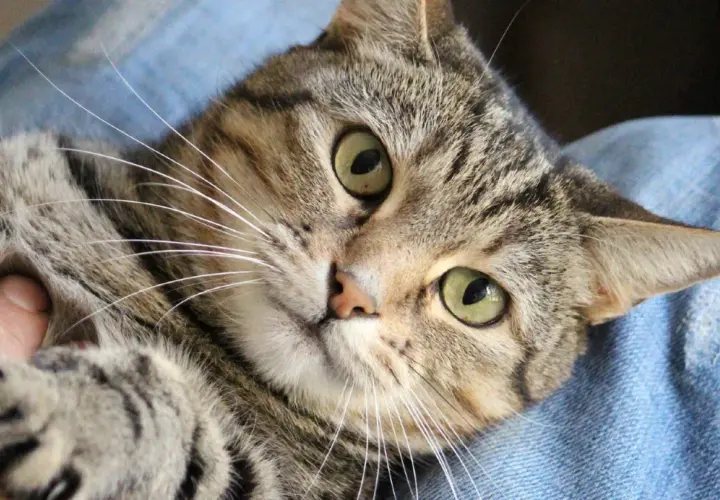 Eine getigerte Katze liegt auf blauem Stoff. Ihre grünen Augen blicken neugierig, während sie leicht knurrt.