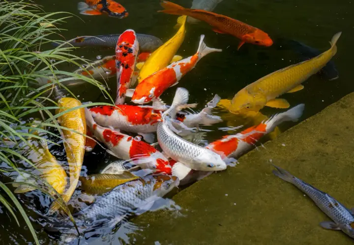 Un grupo de coloridos peces koi nadan en un estanque exterior, creando un espectáculo vibrante.