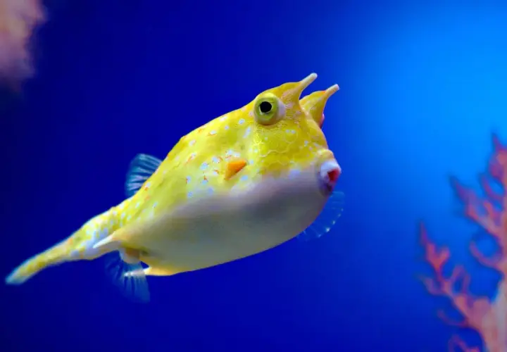 Un pez amarillo brillante con cuernos, salpicado de puntos blancos y naranjas, nada en un acuario azul.