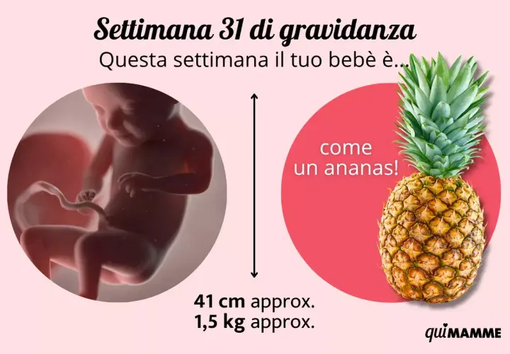 A 31 settimane di gravidanza, il tuo bebè è grande come un ananas, lungo circa 41 cm e pesa 1,5 kg.