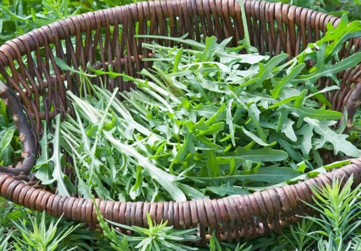 Frisch geernteter Rucola liegt in einem geflochtenen Korb, bereit für die Küche. Die grünen Blätter der Rucola Pflanzen sind leicht gezackt und verströmen einen würzigen Duft.
