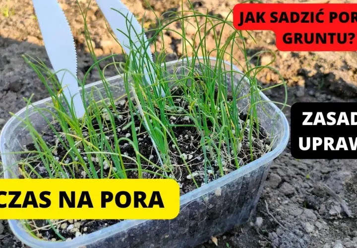 Kiedy sadzić por do gruntu? Poznaj najlepszy termin i warunki