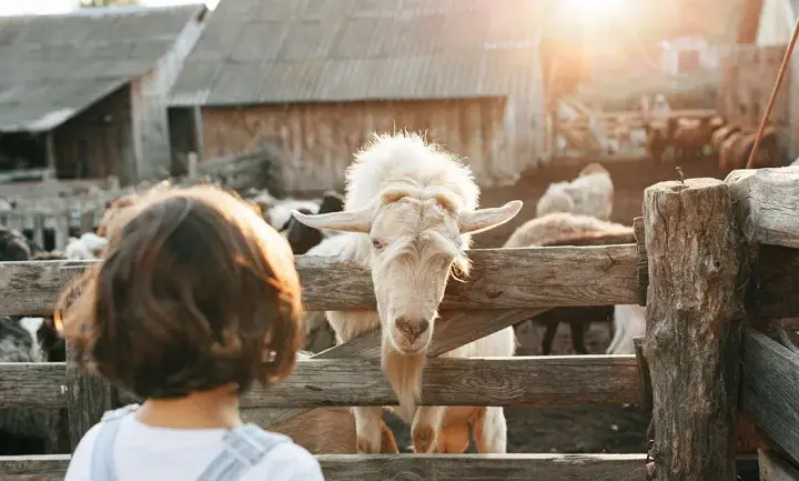 Agroturystyka jak założyć nie będąc rolnikiem – krok po kroku do sukcesu