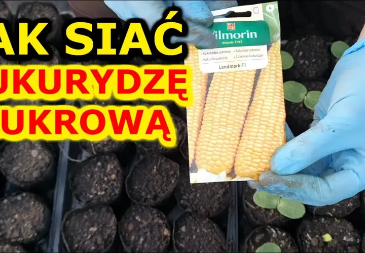 Kiedy siać kukurydzę do gruntu? Najlepszy termin i warunki