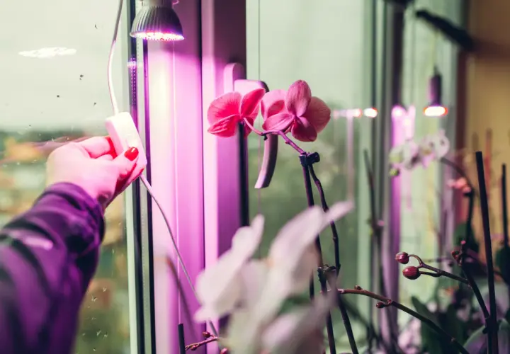 Ręka z czerwonym lakierem na paznokciach włącza lampę doświetlającą rośliny. Różowe orchidee kwitną pod fioletowym światłem, które zapewnia im optymalne doświetlanie roślin ile godzin.