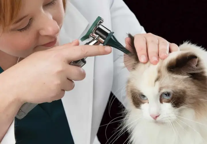 Veterinario examina las orejas de un gato con otoscopio, buscando posibles ácaros.