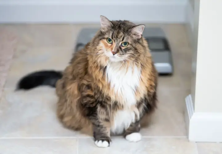 Eine dicke Katze mit flauschigem Fell sitzt auf einem gefliesten Boden. Im Hintergrund ist eine Waage zu sehen.