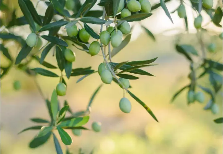 Des olives vertes mûrissent sur une branche, prêtes à être récoltées. Un jour, elles seront pressées pour faire de l'huile, ou peut-être serviront-elles à planter un olivier.