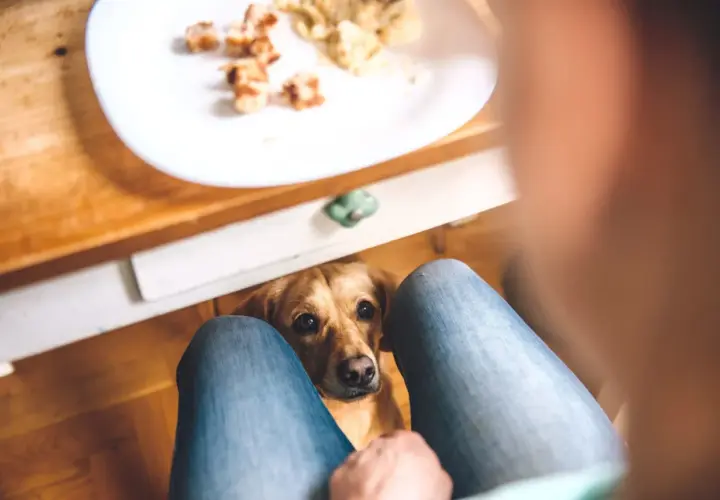 Czy pies może jeść ciasto? Poznaj zagrożenia i bezpieczne opcje