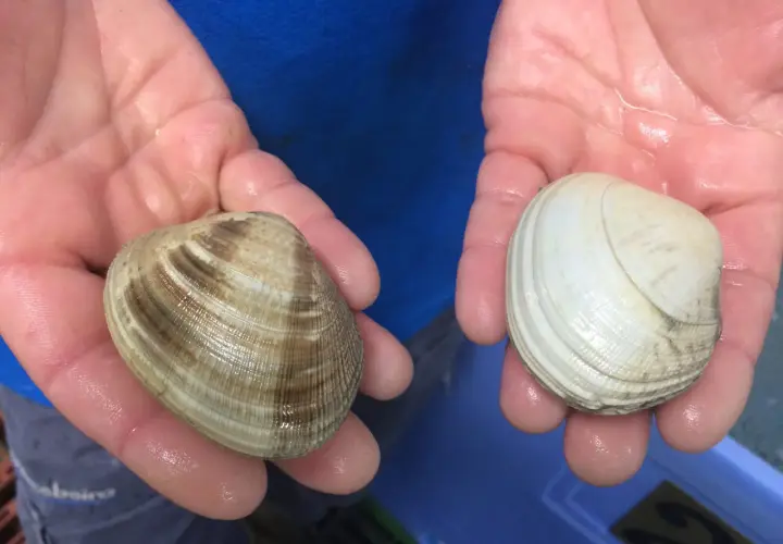 Manos sostienen dos tipos de almejas: una con rayas marrones y otra blanca.