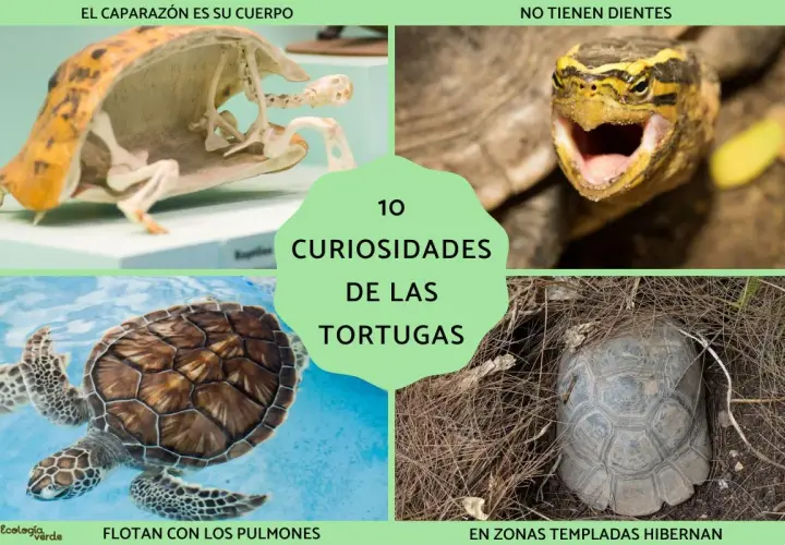 Descubre 10 curiosidades de las tortugas: su caparazón es su cuerpo, no tienen dientes, flotan con los pulmones y hibernan en zonas templadas.