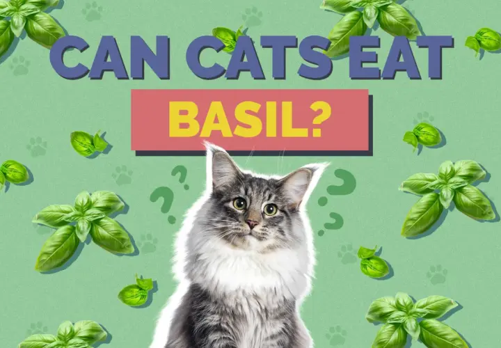 A fluffy cat looks up, surrounded by basil leaves and question marks, as the text asks "Can cats eat basil?".