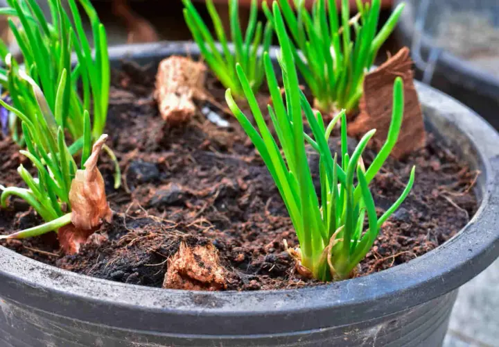 Jeunes pousses vertes dans un pot, signe d'une plantation échalote réussie. Les bulbes commencent à s'enraciner dans la terre.