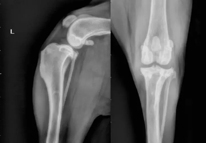 Radiografie del ginocchio di un cane. La vista laterale mostra la rotula e l'articolazione femoro-tibiale. La vista antero-posteriore mostra le tibie e i femori. Il costo di un TPLO cane può variare.