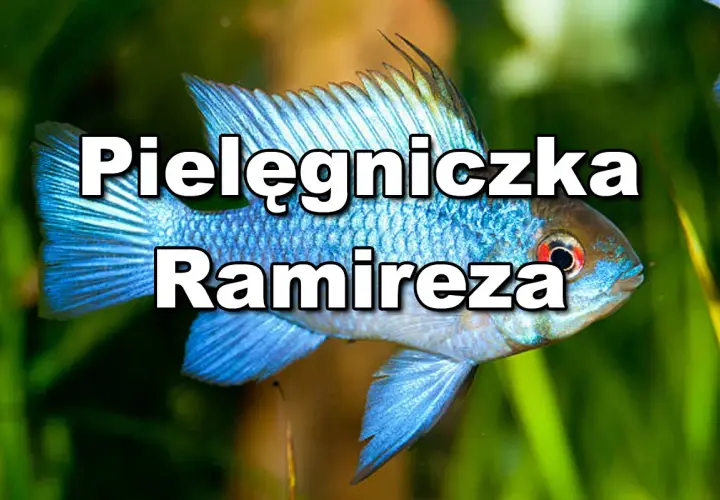 Błękitna pielęgniczka Ramireza, znana z pięknych odmian, pływa wśród zielonych roślin akwariowych.